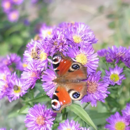 Πανσιόν Triendlhof 3*