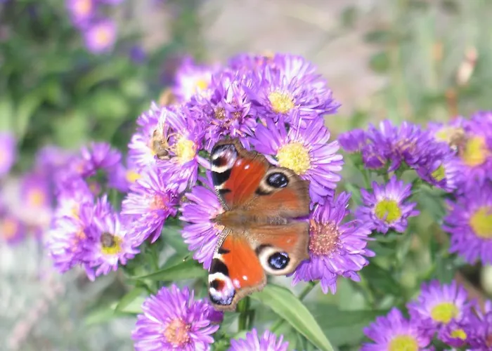 Penzion Triendlhof 3*